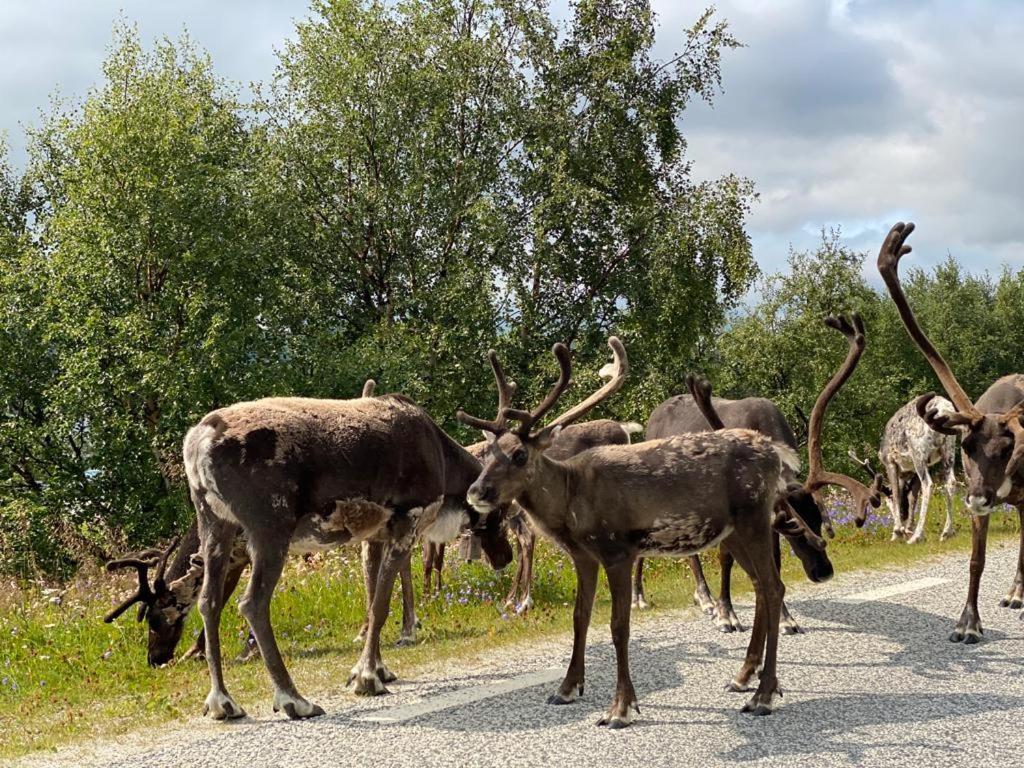 Strandgarden Fjaellnaes Tänndalen Exteriér fotografie